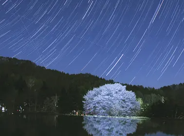 針山の天王桜