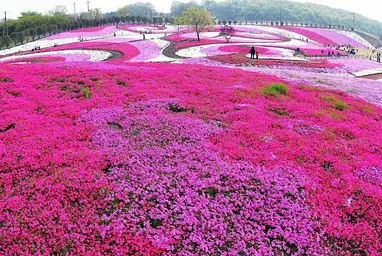 みさと芝桜公園