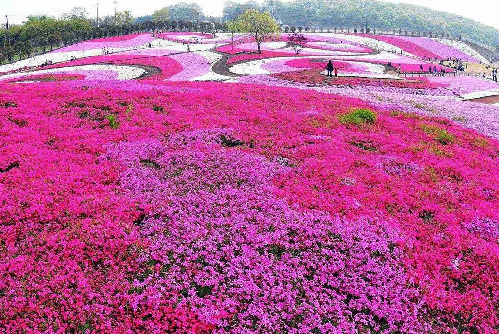 みさと 芝 桜 公園 オファー ペット