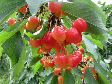 桜桃園