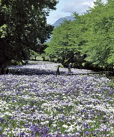 赤堀花しょうぶ園