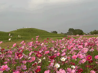 はにわの里コスモス