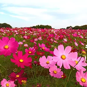 鼻高展望花の丘