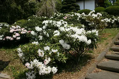 成田山赤城寺（シャクナゲ）