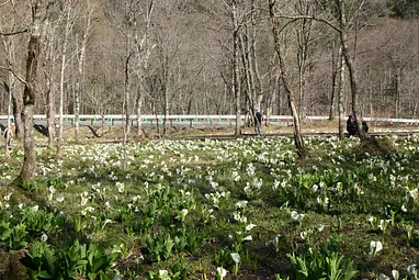 大清水水芭蕉群生地