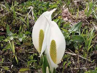 片品水芭蕉の森