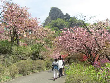 県立森林公園さくらの里