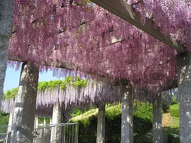 ふじの咲く丘公園