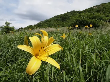 三国山お花畑