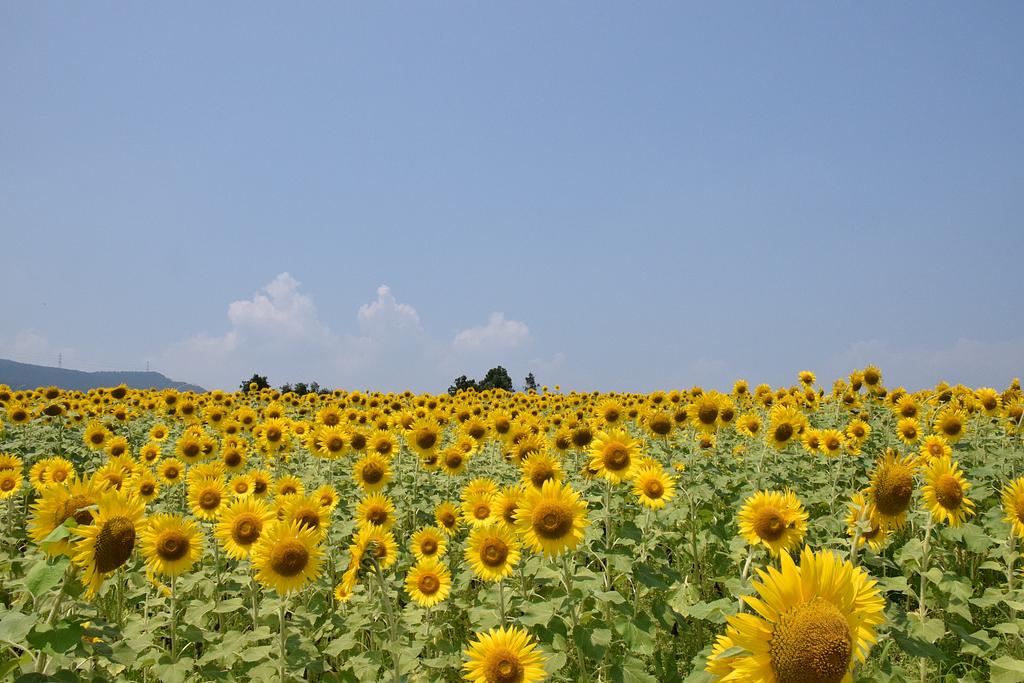 ひまわり畑 圧巻のひまわり畑や、南国ムード満載の屋外スポット。今年の夏は