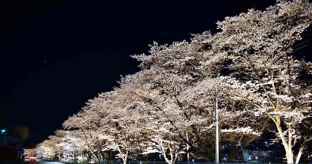 吾妻河川敷の三原桜並木 | スポット一覧 | 心にググっと観光ぐんま