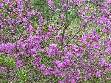 花見ヶ原森林公園