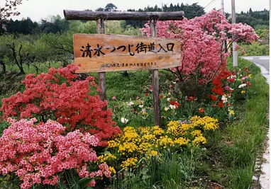 清水ツツジ街道