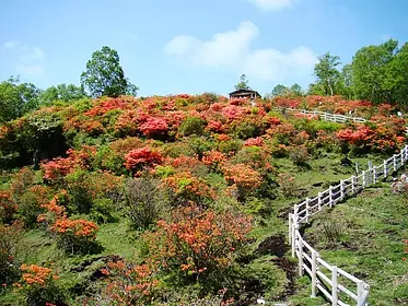 赤城白樺牧場