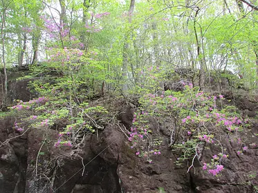 利平茶屋森林公園