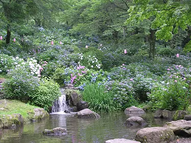 小野池あじさい公園