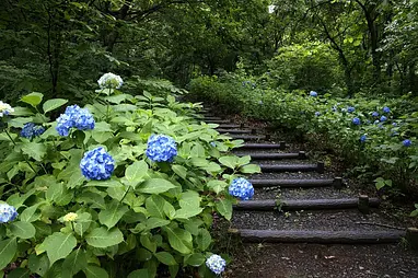 牛伏山あじさいの路