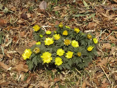 木馬瀬（ちませ）の福寿草自生地