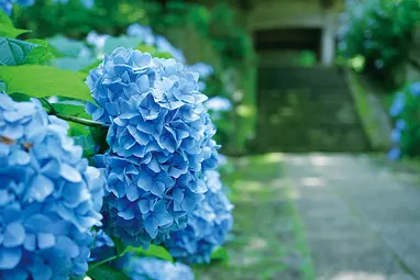 たくみの里泰寧寺周辺ホタル観賞