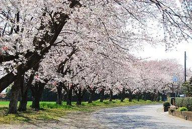 中島桜並木