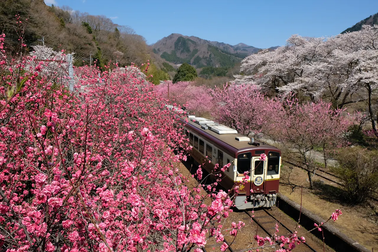 わたらせ渓谷鐵道　花桃（みどり市）