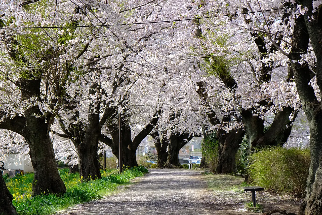 鹿の川沼　桜（みどり市）