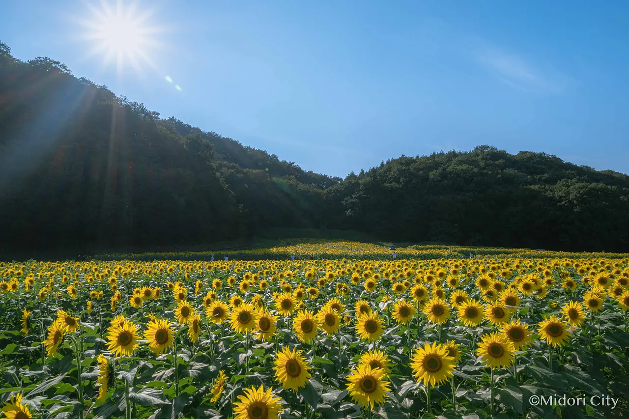 ひまわりの花畑（みどり市）