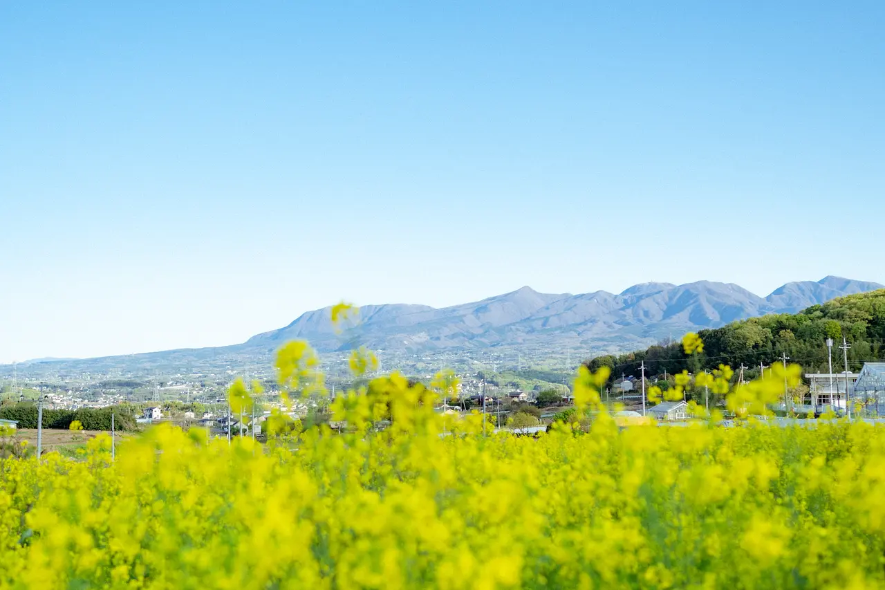 鹿田山フットパス　菜の花（みどり市）