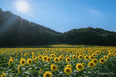笠懸町吹上地区ひまわり花畑