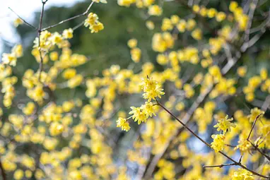 小平の里植物園（ロウバイ）