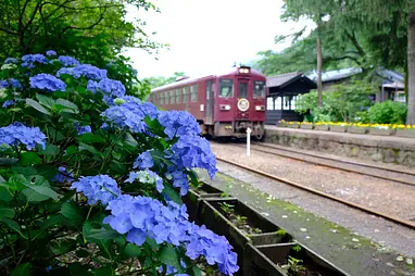 沢入駅（アジサイ）