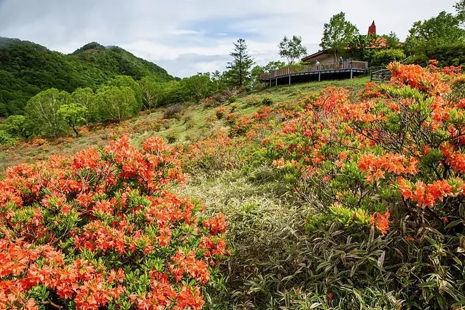 赤城山つつじ.jpg