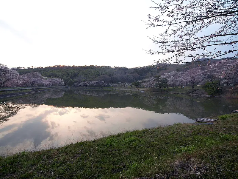 菅塩沼の桜（太田市）