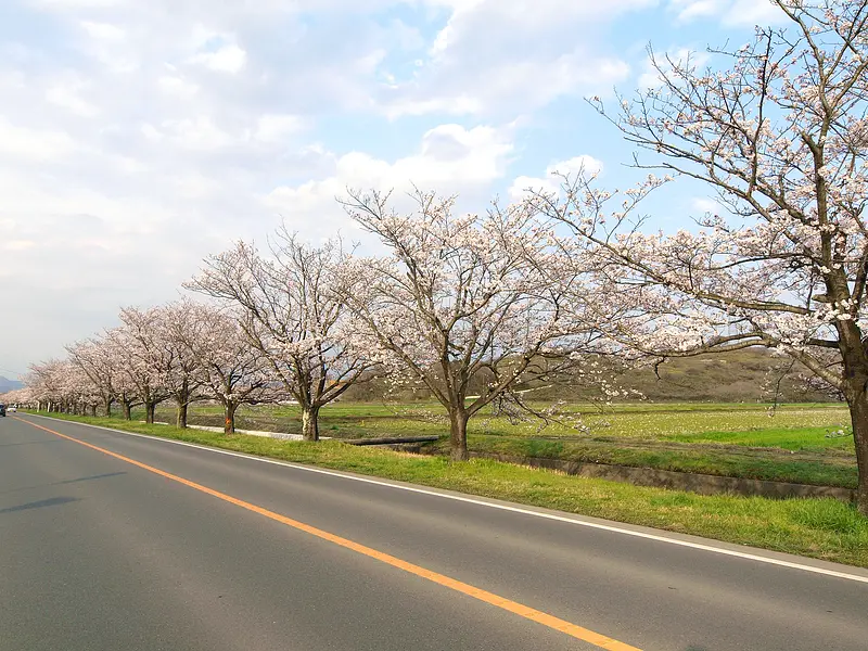 ライオンズ通りの桜並木（太田市）