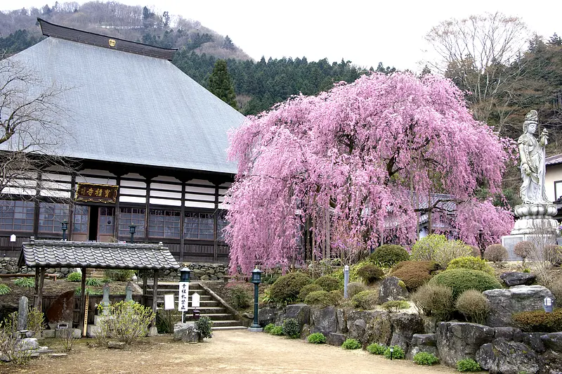 宝積寺のシダレザクラ（甘楽町）