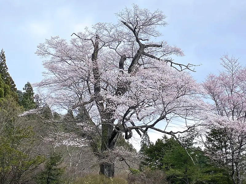 お蒔桜（東吾妻町）