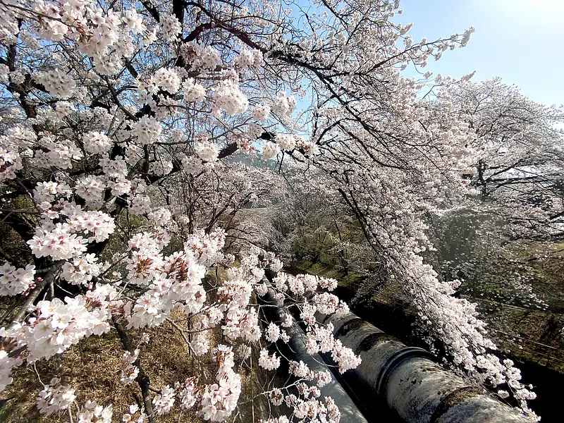 箱島発電所の桜（東吾妻町）