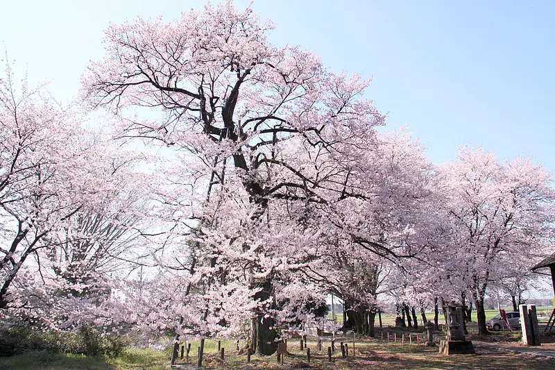 長柄神社のエドヒガン（邑楽町）