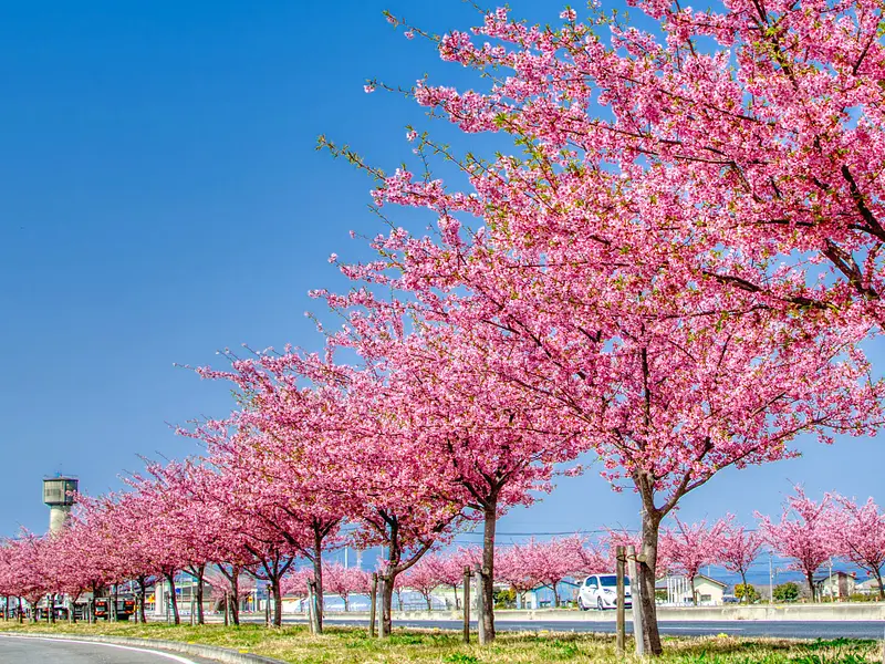 玉村町の河津桜（玉村町）