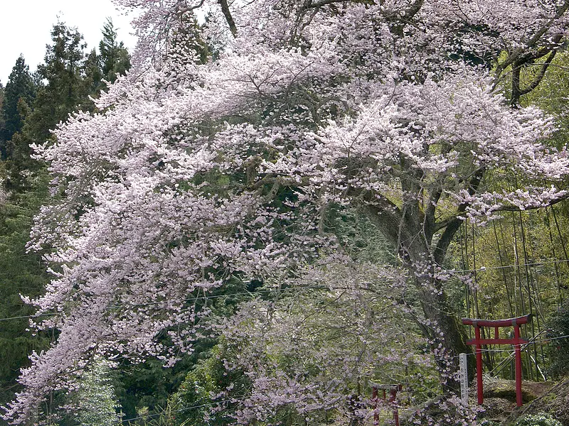 お諏訪様の桜（神流町）