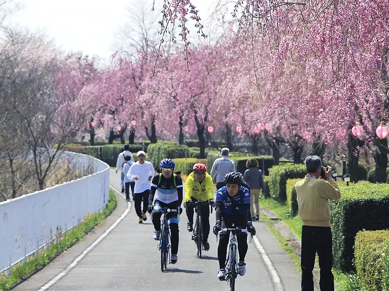 しだれ桜並木（吉岡町）