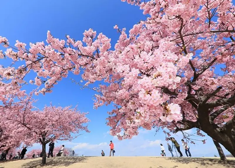 伊勢崎市みらい公園 くさぶえの丘の河津桜（伊勢崎市）