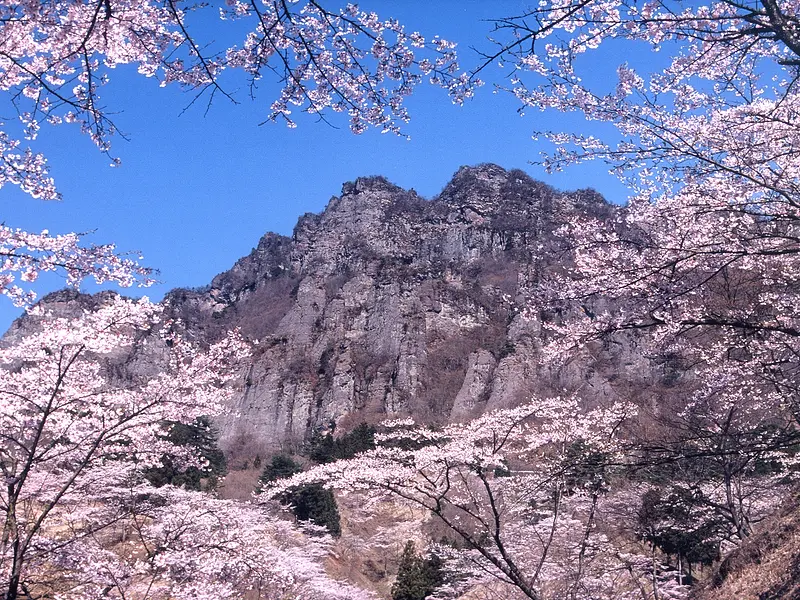 県立森林公園さくらの里（下仁田町）