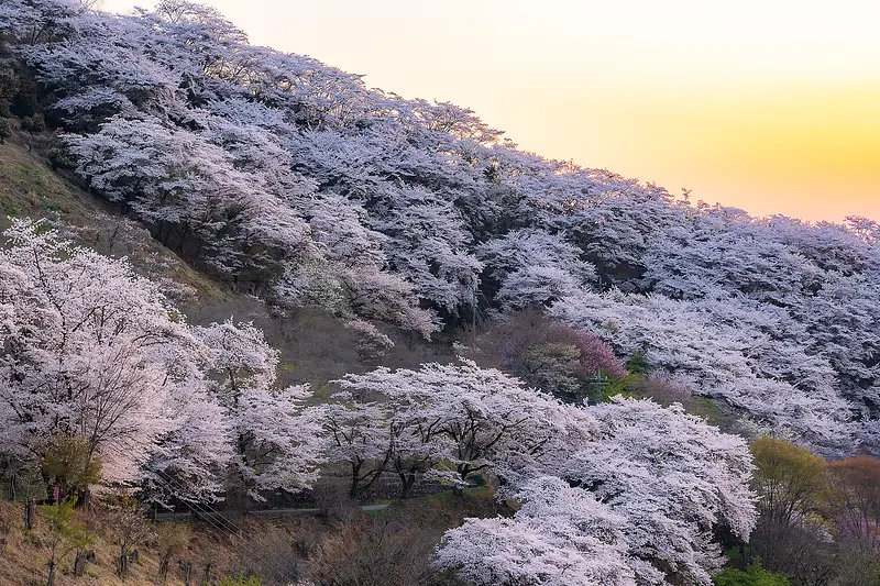 群馬県藤岡市桜山公園