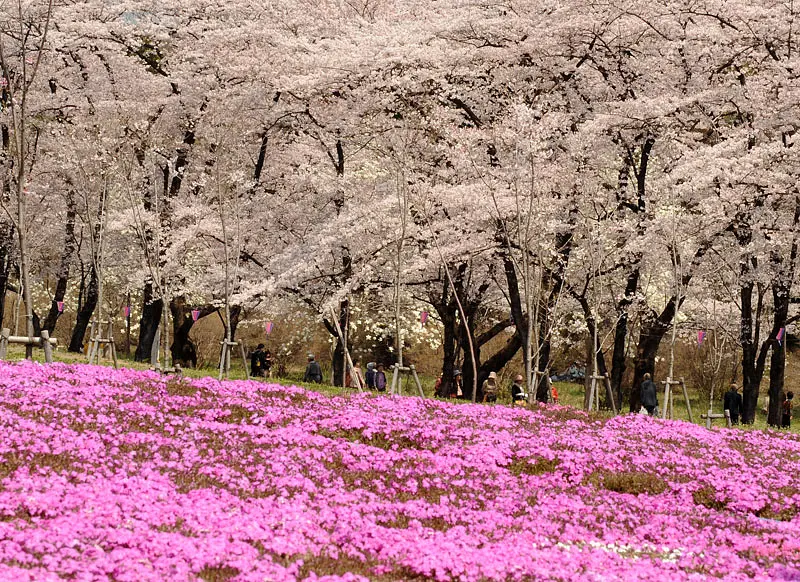 赤城南面千本桜（前橋市）