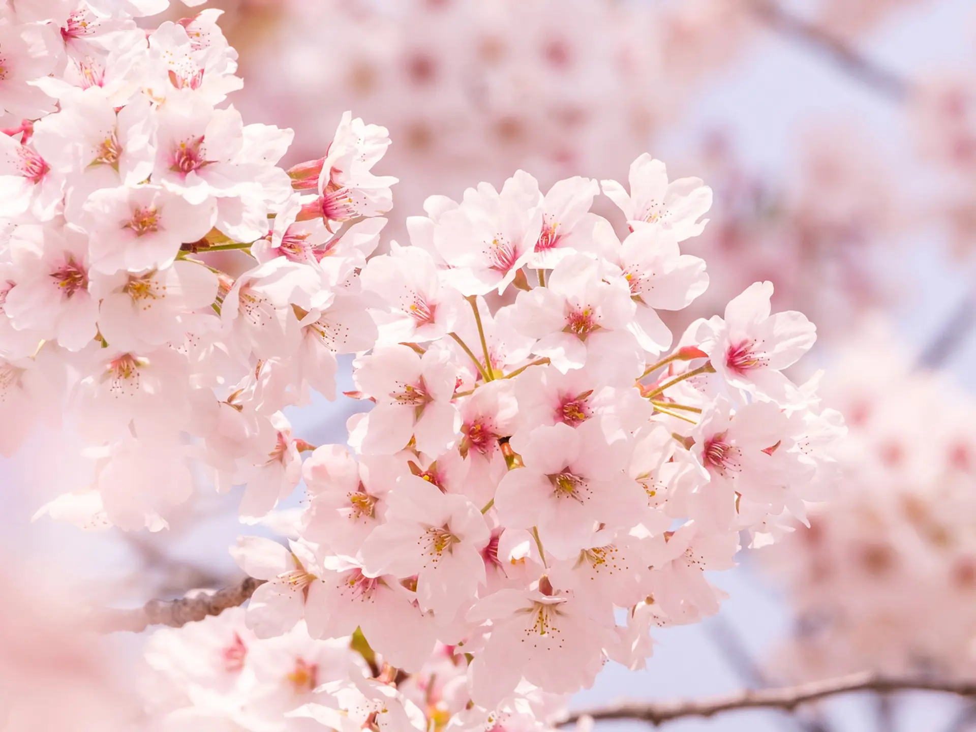 桜の名所　高崎市・藤岡市・桐生市・館林市・千代田町