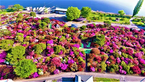 花山公園つつじの名所