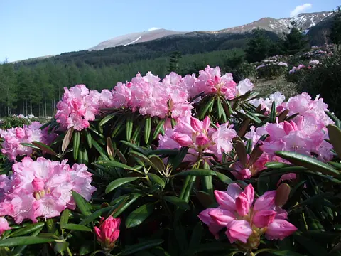 浅間山麓を彩る天空の花畑