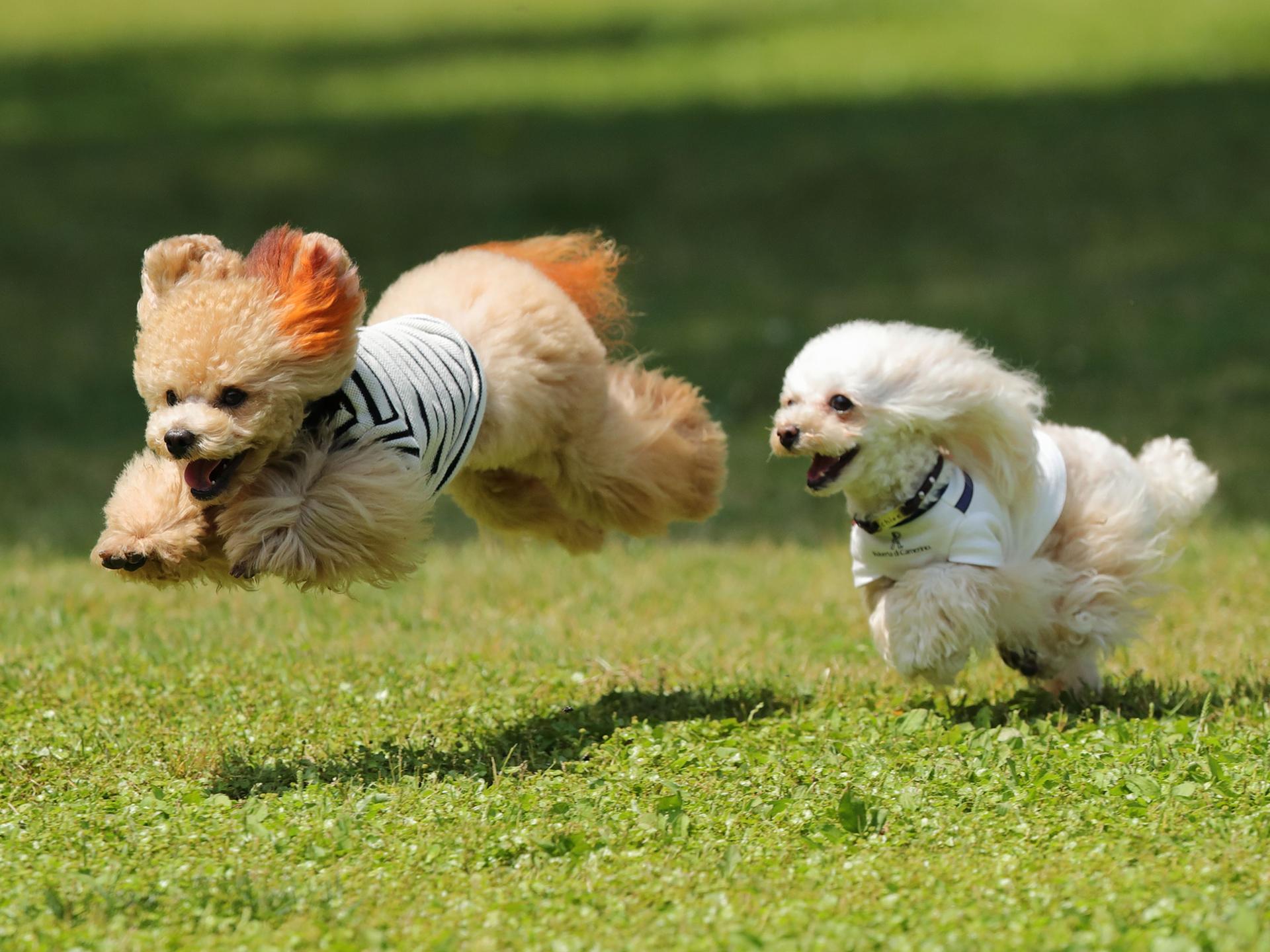 愛犬と一緒に嬬恋村に行こう！ | 特集一覧 | 心にググっと観光ぐんま