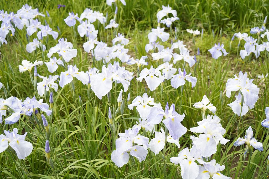 たてばやし花菖蒲まつり